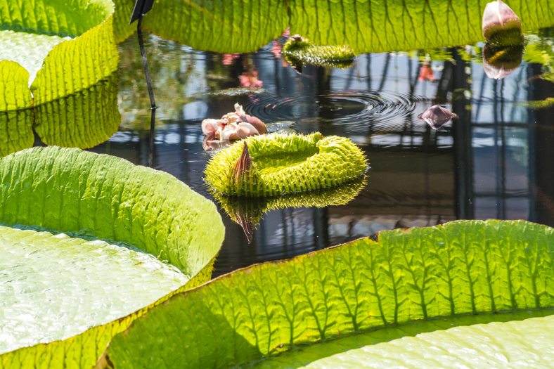 Green water-platters in varying sizes in a pool.