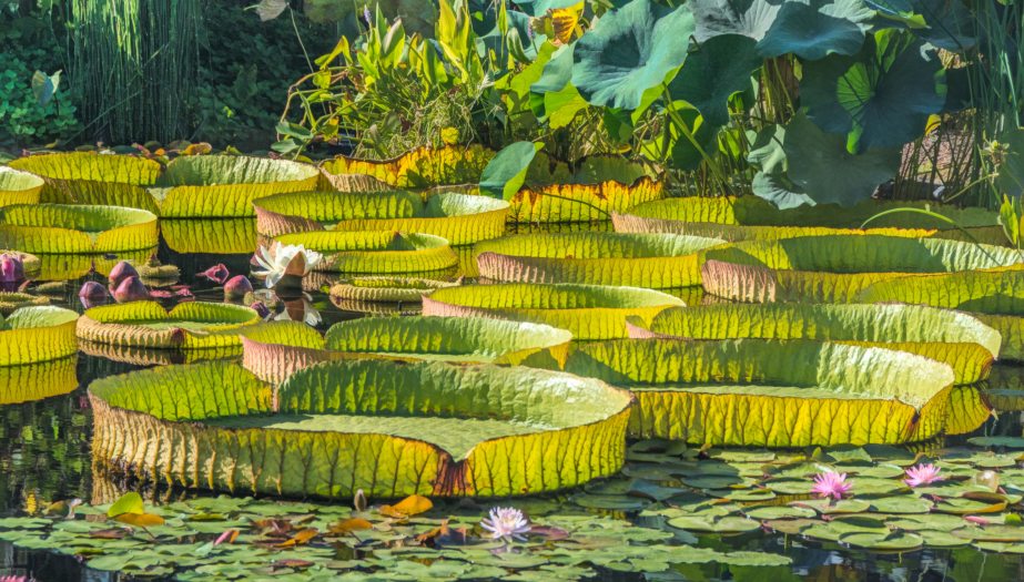 Multiple large green water-platters float in a pool amidst smaller aquatic plants