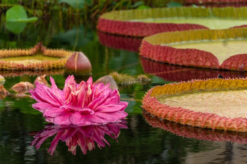A pink water-platter bloom next to large green water-platters in a pool.