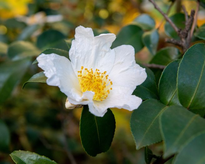 A white camellia with a yellow center blooms amidst dark green foliage  