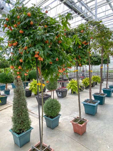 A greenhouse is lined with tall, topiary-like plants in small pots  