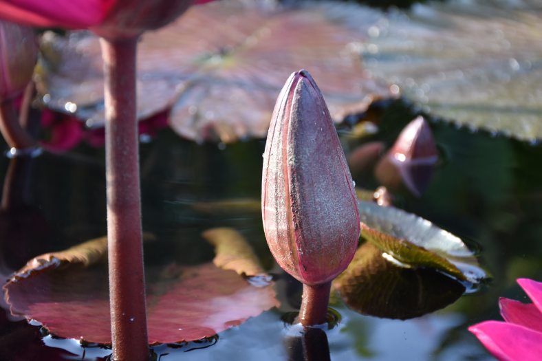 An unopened waterlily bloom emerges from the water near circular waterlily pads.