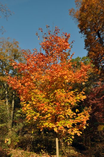 A tree with orange and yellow fall foliage 