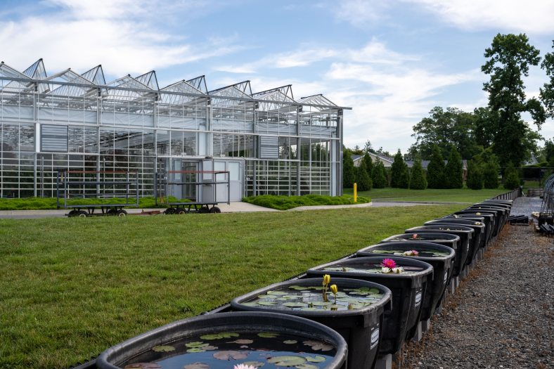 Large black tubs with waterlilies and aquatic plants line a road outside of glass greenhouses  