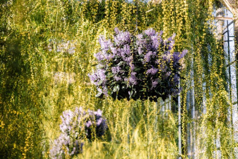 An interior hallway features a vining plant with yellow blooms and hanging baskets of purple flowers