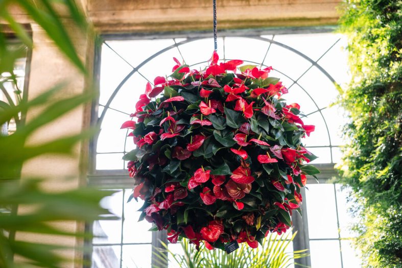 An interior image of the conservatory where a hanging basket of red anthurium flowers hangs in front of a giant glass window. 