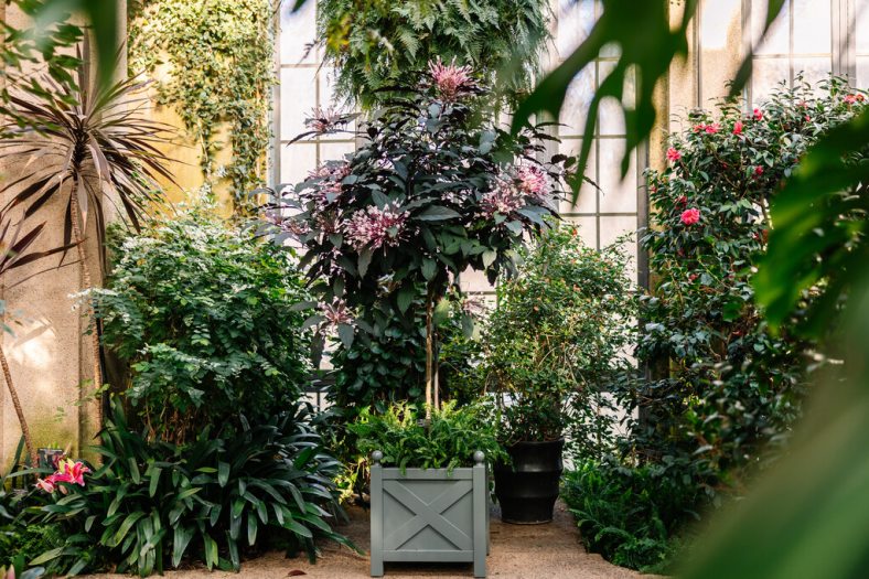 An sunny room with leafy green plants of varying sizes 