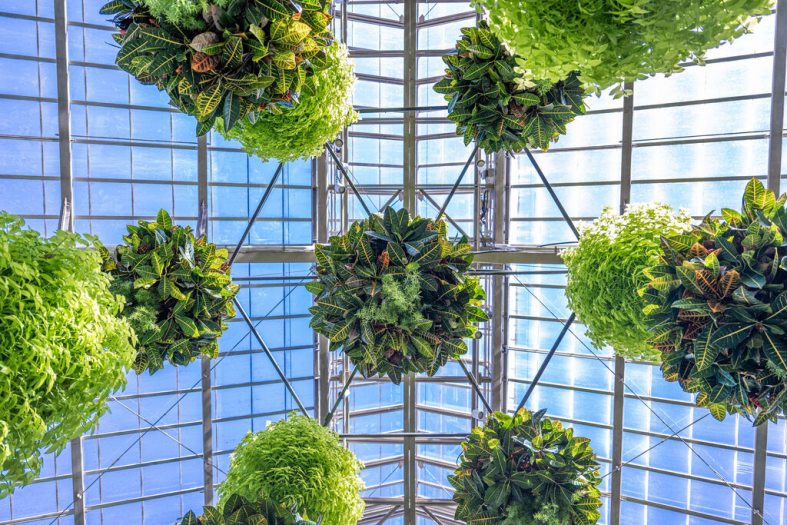 A view of the underside of about 10 hanging baskets filled with leafy green plants under a glass roof.