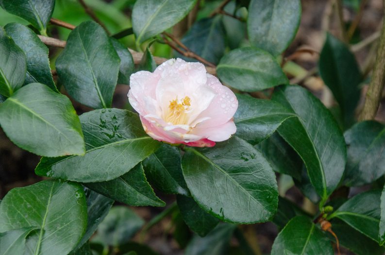 A blush pink camellia faces upward against glossy green foliage 
