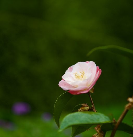 A blush pink camellia blooms against a dark green background. 