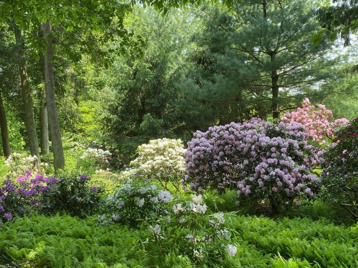 A woodland setting with blooming shrubs in hues of pink, purple, and white