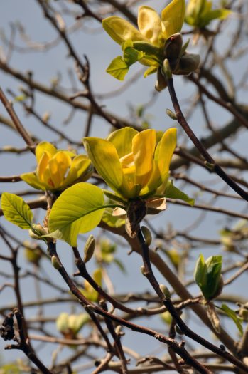 Yellow magnolia blooms pop against bare branches in early spring.