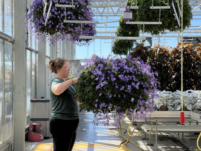 A woman standing in a glass greenhouse tends to a hanging basket filled with purple blooms.