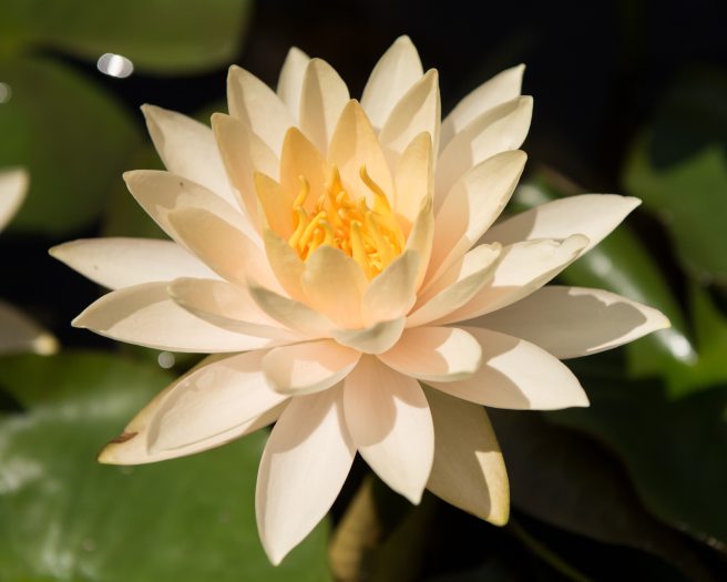 A white waterlily bloom with a yellow center in a pond with waterlily pads