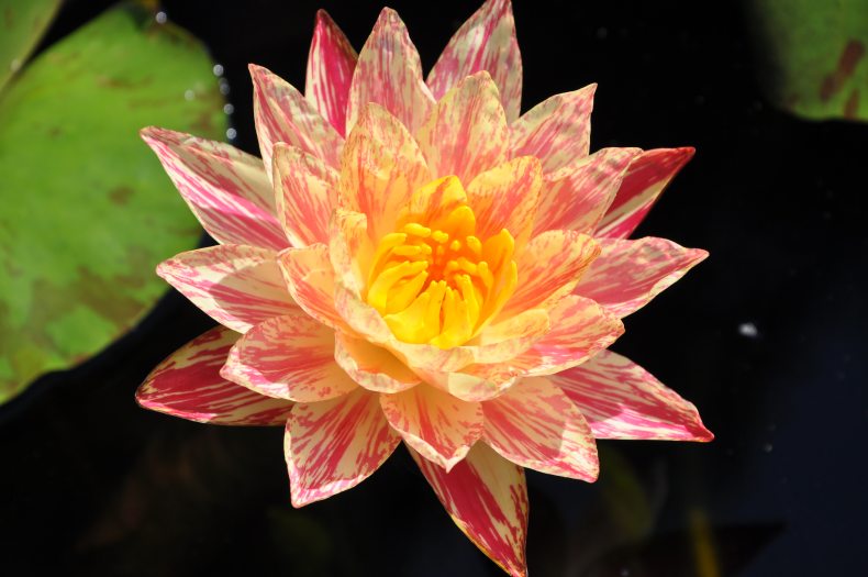 A bright pink and yellow waterlily bloom in a pond