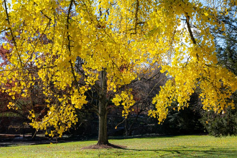 A ginkgo biloba tree with golden leaves in autumn is centered on a lawn  