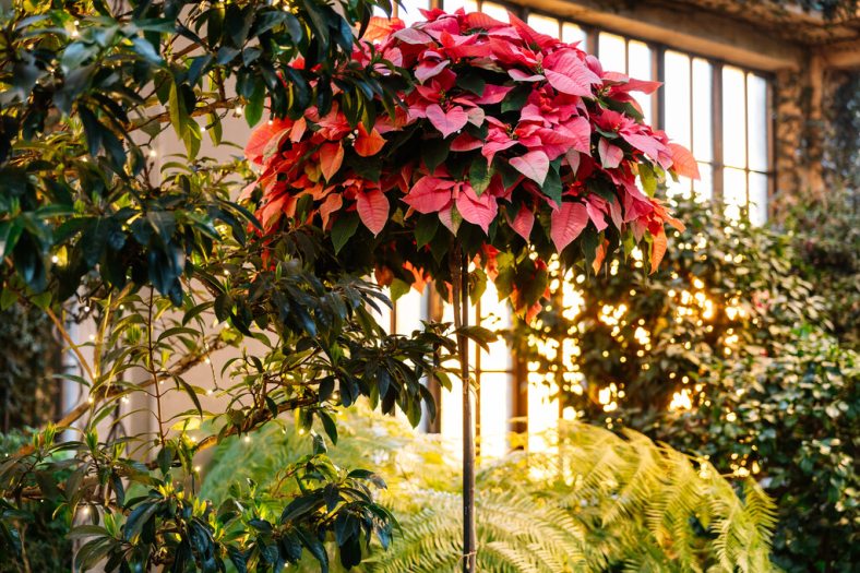 A tall topiary-like plant with red poinsettias shaped into a ball on top. In the background, green plants line the perimeter from floor to ceiling. 