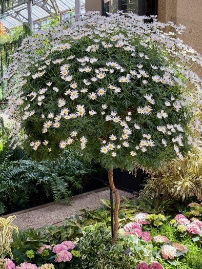 A tall topiary-like tree a canopy filled with white daisy-like flowers in a conservatory setting.   