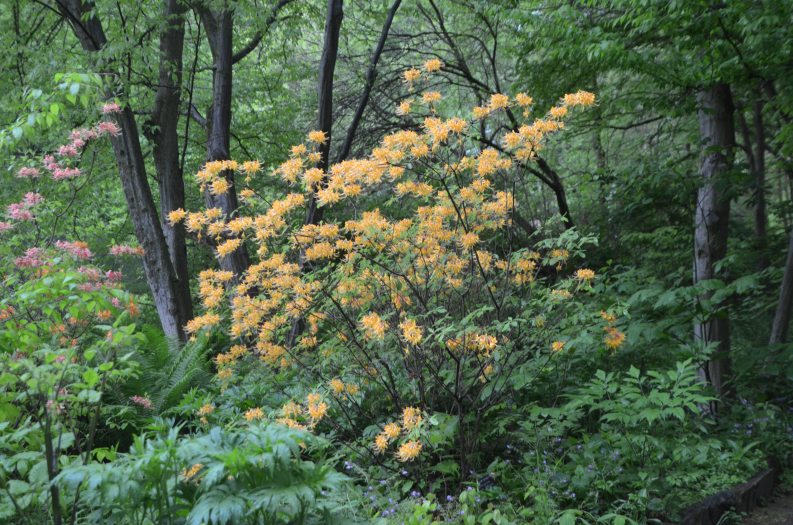 An shrub with orange blooms stands out amidst a woodland setting. 