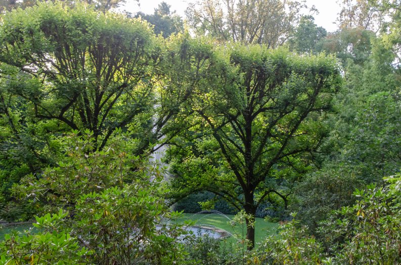 An image of two green trees with a fountain spouting up in between.