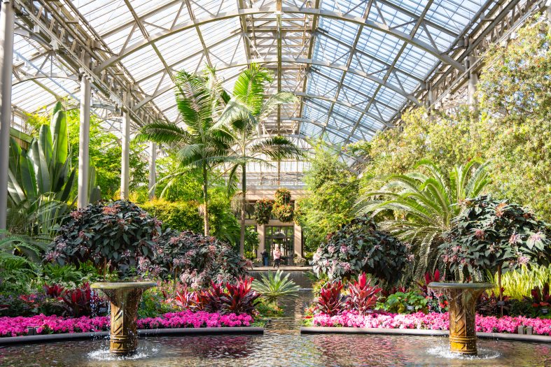 A view of the East Conservatory at Longwood Gardens with a large windowed glass roof, a shallow pool with two fountains, and blooms of pink, red, purple, and more 