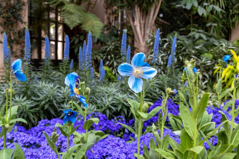 A flower bed with tall blue flowers and shorter purple blooms and green foliage 