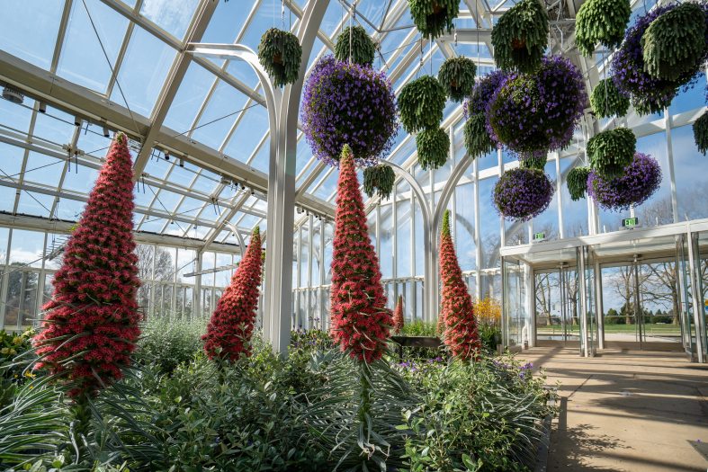 Tall spire with pink blooms of Echium wildpretii in the West Conservatory with hanging baskets of purple and green overhead.  
