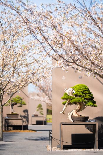 Miniature bonsai trees on small platforms against grey backdrops are complemented by pink cherry tree blooms overhead. 