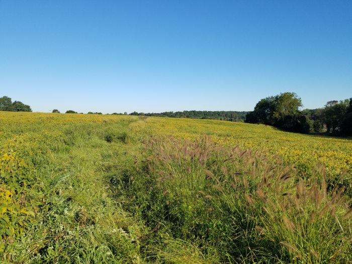 A green field with blue sky in the background. 