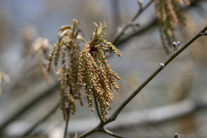 A tree branch with long, slim clusters of tiny flowers. 