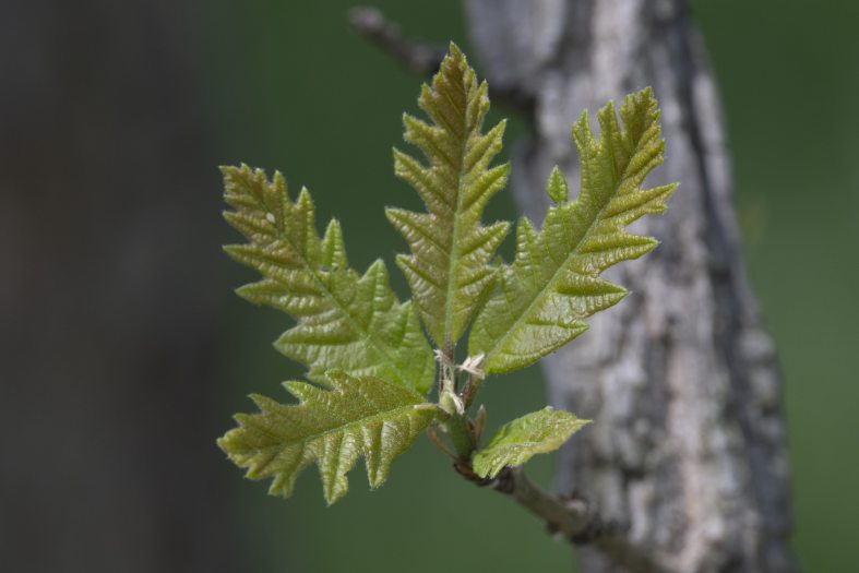 Small green oak leaves emerge on a branch in spring
