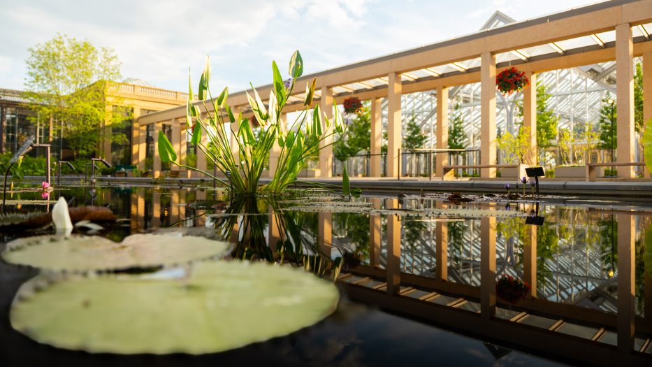 a view of waterlilies in a pool with aquatic plants in the background and a tan archway. 