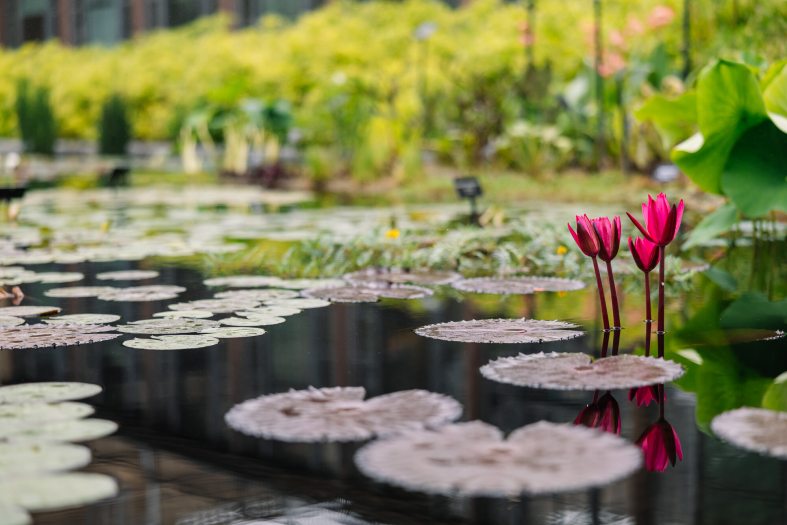 A pool of green and purple waterlilies.