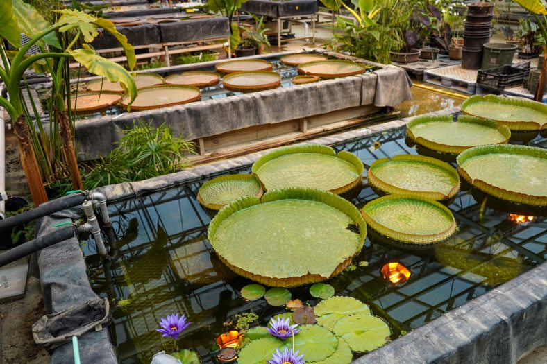 The interior of a greenhouse shows three rectangular pools filled with waterlilies and water platters. 