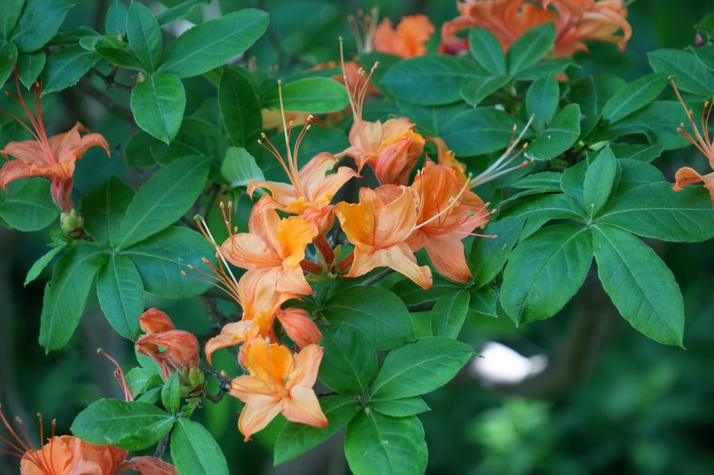 Orange Rhododendron blooms against dark green foliage   