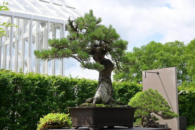 An outdoor courtyard featuring a collection of bonsai plants on pedestals.