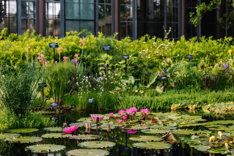 Lush green aquatic plants fill a pool with waterlilies. 