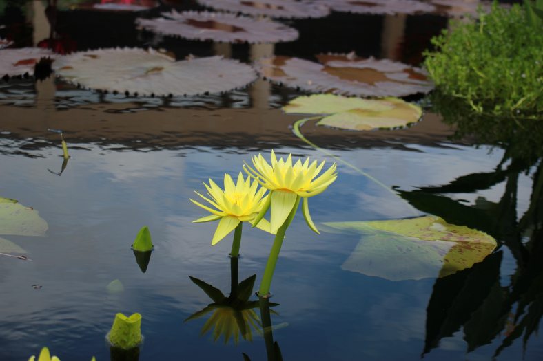 Two yellow waterlilies float above a dark waterlily pool. 