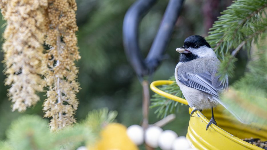 A bird perched on a yellow watering can, surrounded by green pine needles and soft focus beige plants in the background.