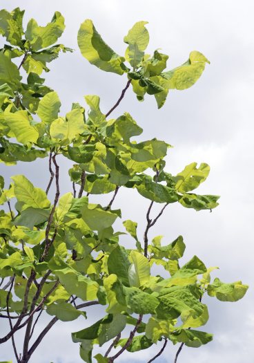 A magnolia tree with large green leaves is pictured in front of a gray sky.
