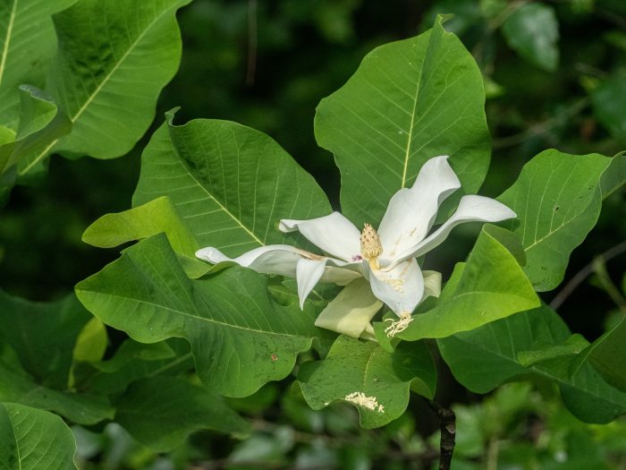 A white magnolia flower blooms amongst large green leaves.