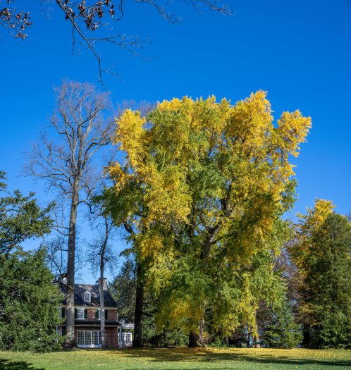A tall ginkgo tree with green and golden foliage is positioned in front of a brick home on a day with blue skies. 