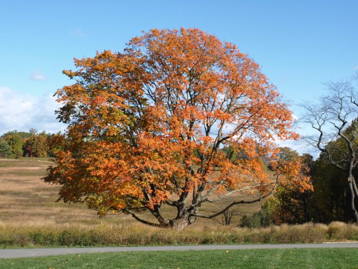A large maple tree with reddish orange leaves against a blue sky and brown field landscape.  