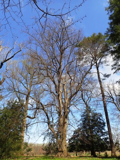 A tall tree with bare branches against a blue sky with evergreen trees in the background.