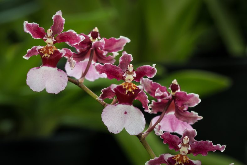 Burgundy and white orchid flowers against a backdrop of green leaves