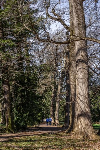 A mix of tall evergreen and deciduous trees line a path where two people walk.  