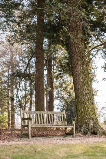 A wooden bench is positioned next to a tall tree trunk in a wooded area.  