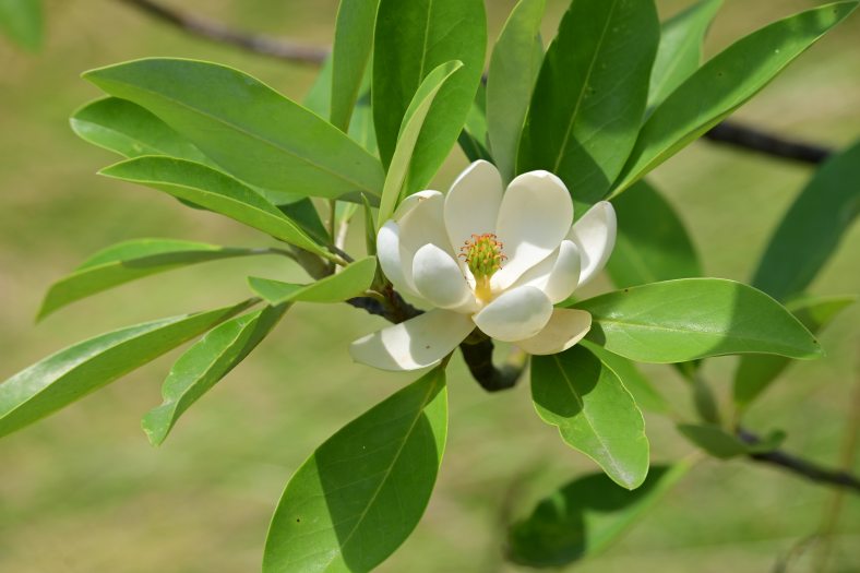 A single white magnolia bloom is surrounded by green leaves on a branch 