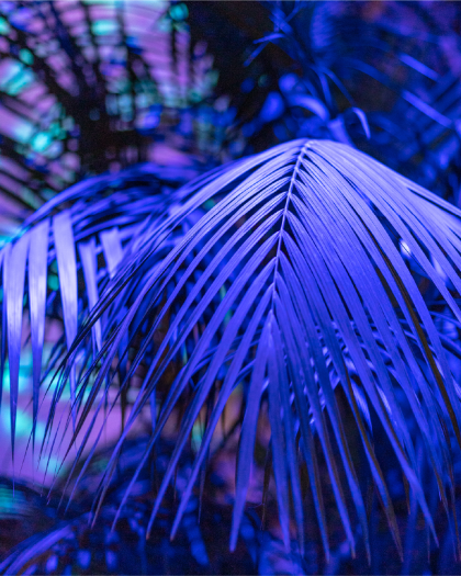 Closeup of a palm leaf bathed in blue-purple light.