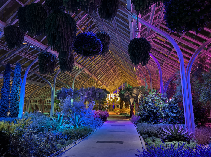 Interior conservatory in blue, gold, and fuchsia light.